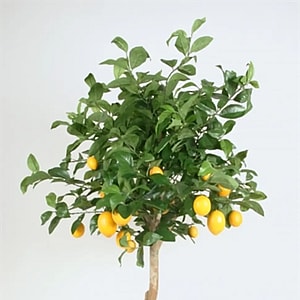 Kunstig Citrontræ H: 170 cm.