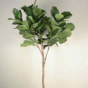 Kunstig Violinfigen opstammet H: 180 cm.