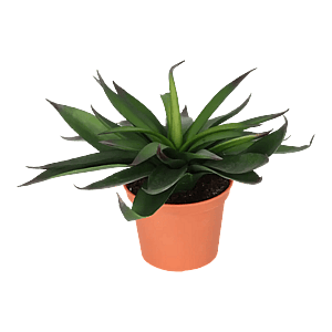 Kunstig Agave H: 20 cm.
