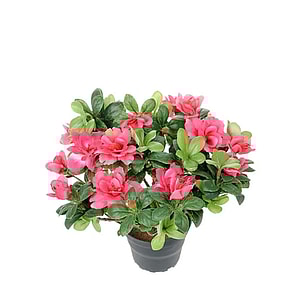 Kunstig Azalea H: 25 cm.