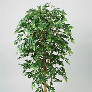 Kunstig Ficus Natasja H: 170 cm.