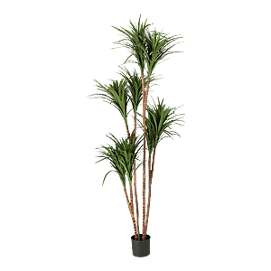 Kunstig Dracaena H: 180 cm.