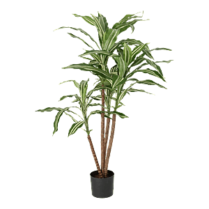 Kunstig Dracaena H: 80 cm.