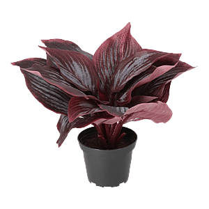 Kunstig Hosta H: 20 cm.