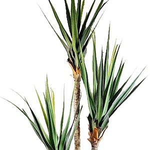 Kunstig Pandanus H: 240 cm.