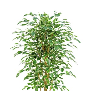 Kunstig Ficus Benjamina golden green H: 170 cm.