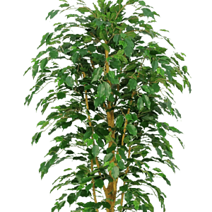 Kunstig Ficus Benjamina H: 200 cm.