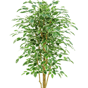 Kunstig Ficus Benjamina golden green H: 200 cm.