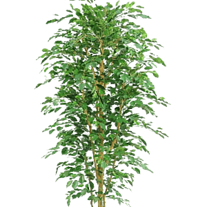Kunstig Ficus Benjamina H: 230 cm.