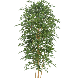 Kunstig Ficus Benjamina H: 260 cm.