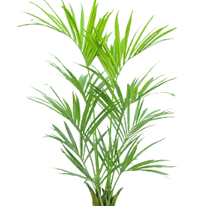 Kunstig Kentia palme H: 150 cm.