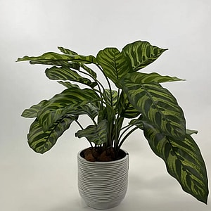Kunstig calathea makoyana grøn/gul - H: 58 cm.