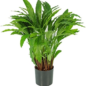Kunstig Calathea H: 88 cm.