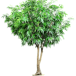 Kunstig Royal Longifolia FR H: 360 cm.