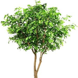 Kunstig Egetræ FR H: 360 cm.