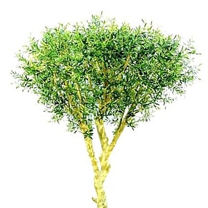 Kunstig Oliventræ H: 220 cm.