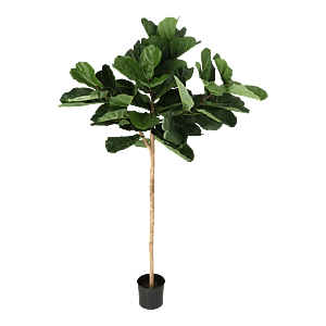 Kunstig Violinfigen opstammet H: 165 cm.