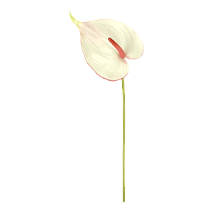 Kunstig Anthurium L: 68 cm.