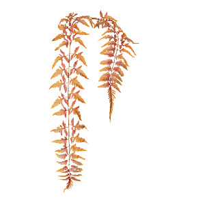 Kunstig bregne hængeplante - L: 55 cm.