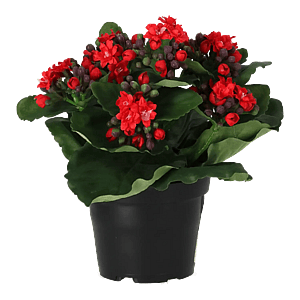 Kunstig Kalanchoe H: 20 cm.