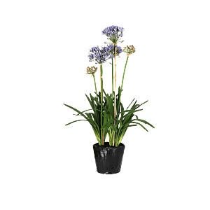Kunstig Agapanthus H: 85 cm.