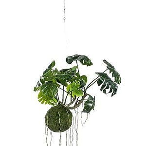 Kunstig Moskugle m. Monstera Ø: 60 cm.