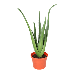 Kunstig Aloe Vera H: 40 cm.