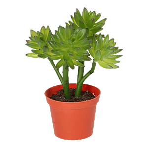 Kunstig Echeveria H: 22 cm.
