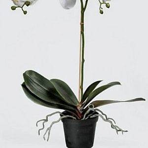 Kunstig orkidé hvid - H: 60 cm.