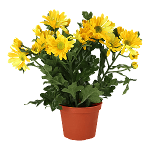 Kunstig Krysantemum H: 25 cm.