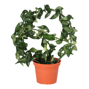 Kunstig Hoya Compacta H: 23 cm.