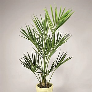 Kunstig kentia palme - H: 170 cm.