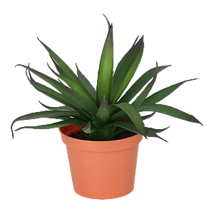 Kunstig Agave mini H: 18 cm.