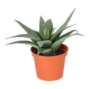 Kunstig Aloe Vera H: 11 cm.