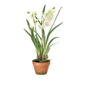 Kunstig Cymbidium H: 68 cm.