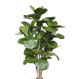 Kunstig ficus lyrata - H: 170 cm.