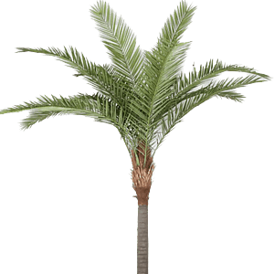 Kunstig Phoenix palme H: 360 cm.