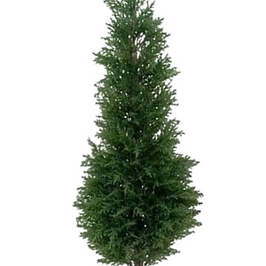 Kunstig Cypres kegleformet UV H: 120 cm.