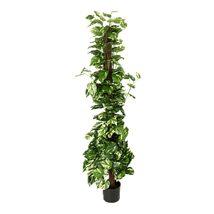 Kunstig pothos ranke på stamme - H: 150 cm.
