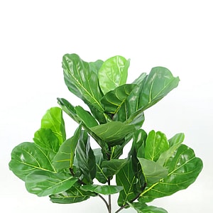 Kunstig violinfigen gren FR - L: 105 cm.