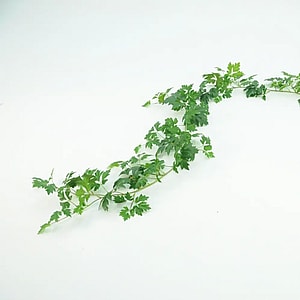 Kunstig Kongevin Ranke - L: 288 cm.