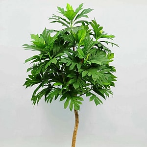 Kunstig Artocarpus træ - H: 210 cm.