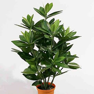 Kunstig sakaki H: 50 cm.