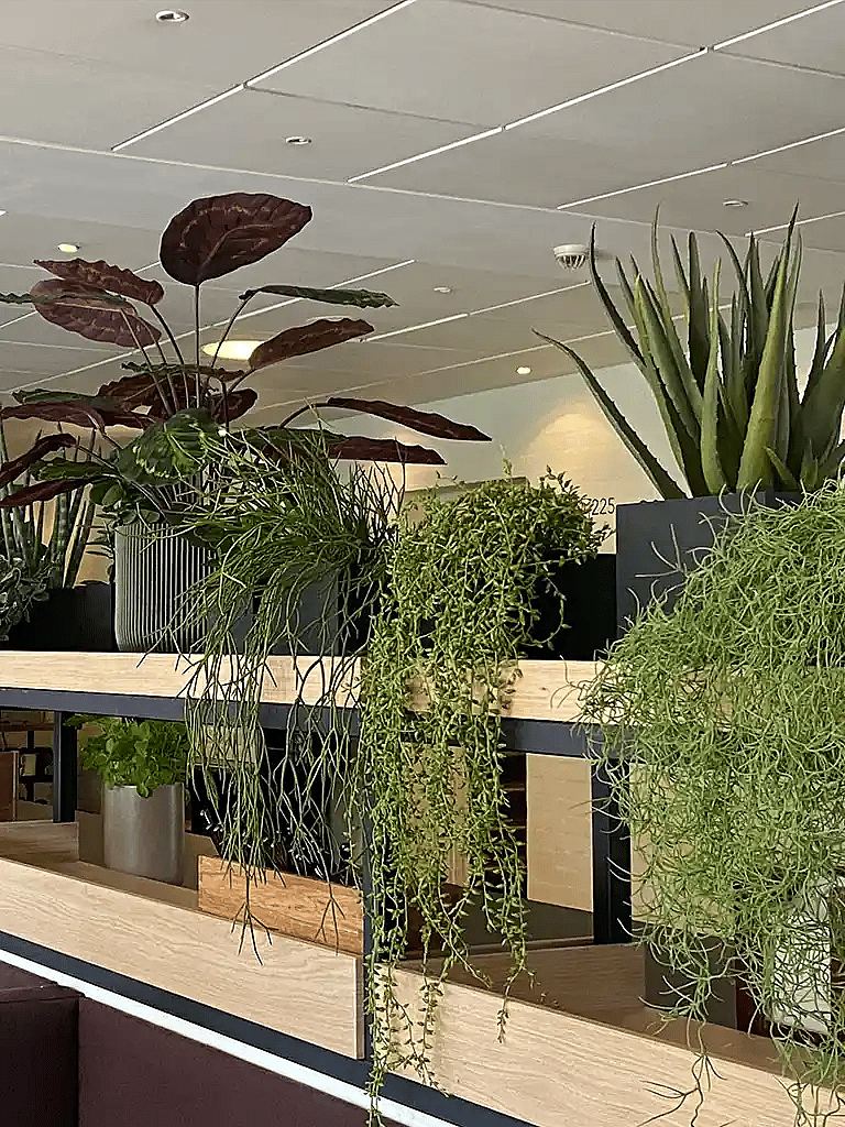 Plante inspiration,