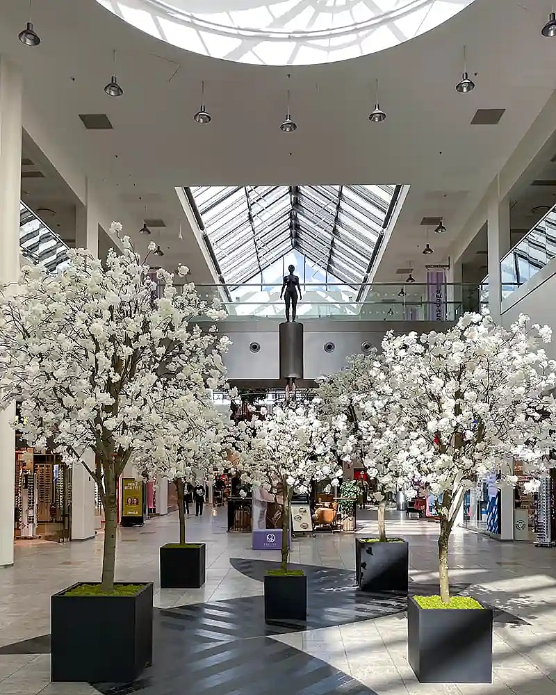 Hvide kirsebærtræer i hall,