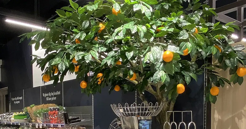 Naturtro appelsintræ,