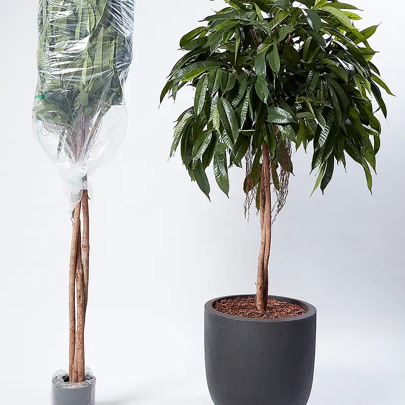 Montering af Silkeplanter,