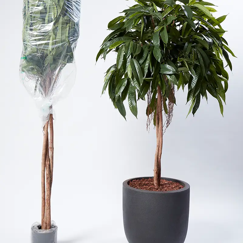 Montering af Silkeplanter,