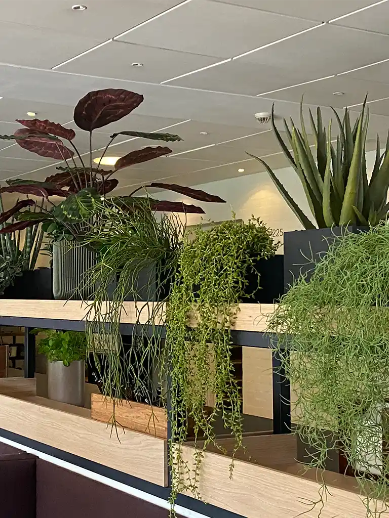 Plante inspiration,