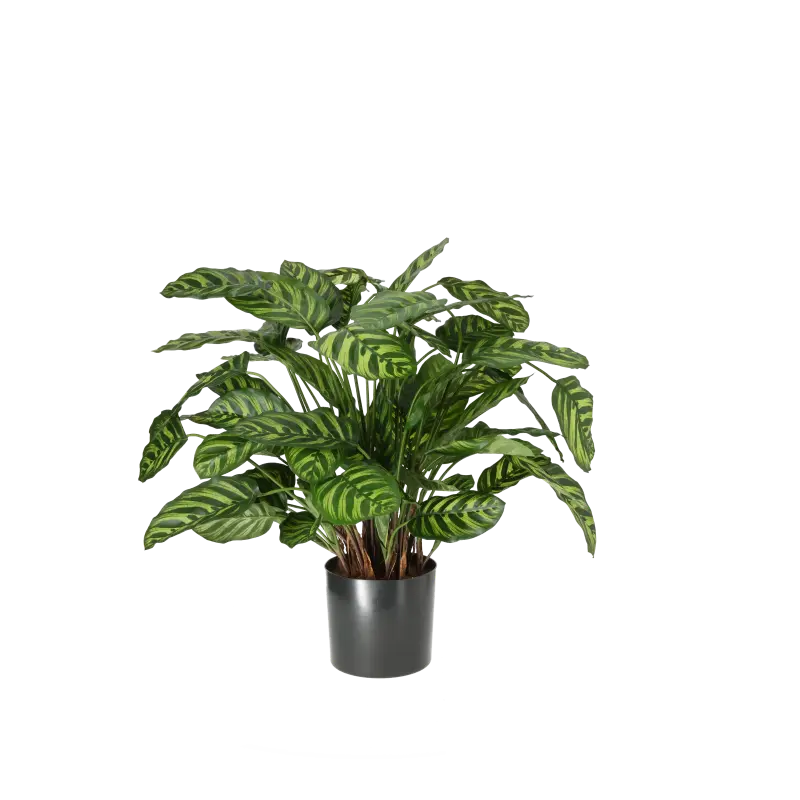 Kunstig grøn calathea - H: 65 cm.